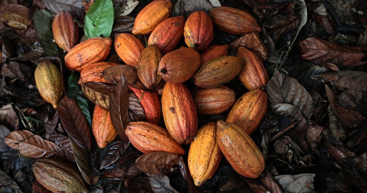 El cacao se convierte en la materia prima más beneficiada del 2024 El cacao se convierte en la materia prima más beneficiada del 2024