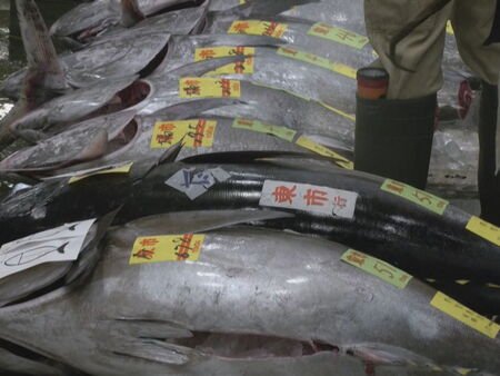 Venden un atún rojo de 276 kilos por un millón trescientos mil euros en la subasta anual del mercado de Tokio Venden un atún rojo de 276 kilos por un millón trescientos mil euros en la subasta anual del mercado de Tokio