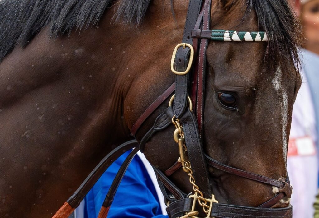 La soberanía supera nuevamente al periodismo y gana el Belmont Stakes